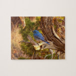 Mountain Bluebird at Arches National Park Jigsaw Puzzle