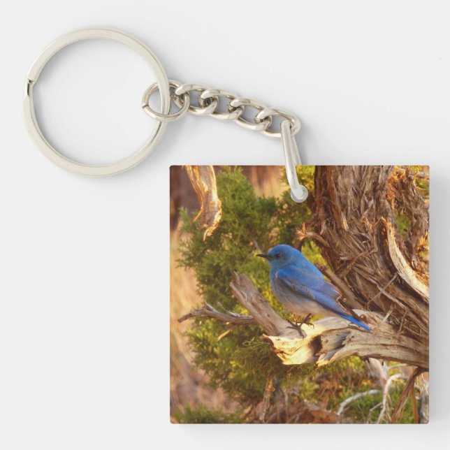 Mountain Bluebird at Arches National Park Keychain (Front)