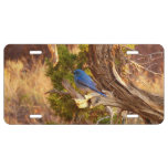 Mountain Bluebird at Arches National Park License Plate