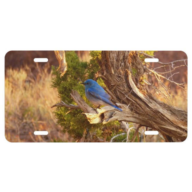 Mountain Bluebird at Arches National Park License Plate (Front)