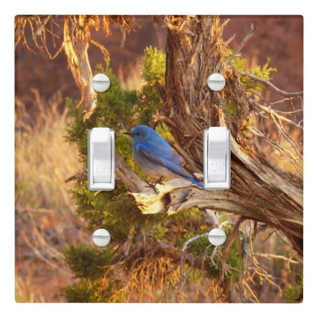 Mountain Bluebird at Arches National Park Light Switch Cover (In Situ)