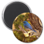 Mountain Bluebird at Arches National Park Magnet