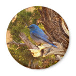 Mountain Bluebird at Arches National Park Magnet