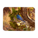 Mountain Bluebird at Arches National Park Magnet