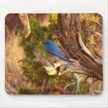 Mountain Bluebird at Arches National Park Mouse Pad