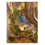 Mountain Bluebird at Arches National Park Notebook