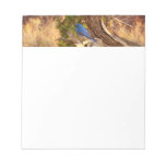 Mountain Bluebird at Arches National Park Notepad
