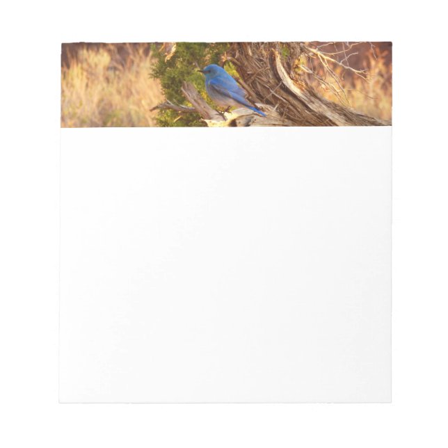 Mountain Bluebird at Arches National Park Notepad (Front)