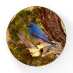 Mountain Bluebird at Arches National Park Paperweight