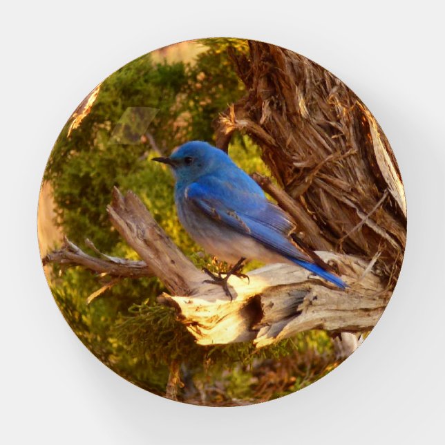 Mountain Bluebird at Arches National Park Paperweight (Front)