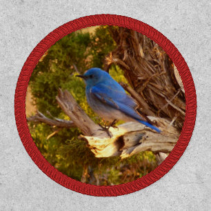 Mountain Bluebird at Arches National Park Patch
