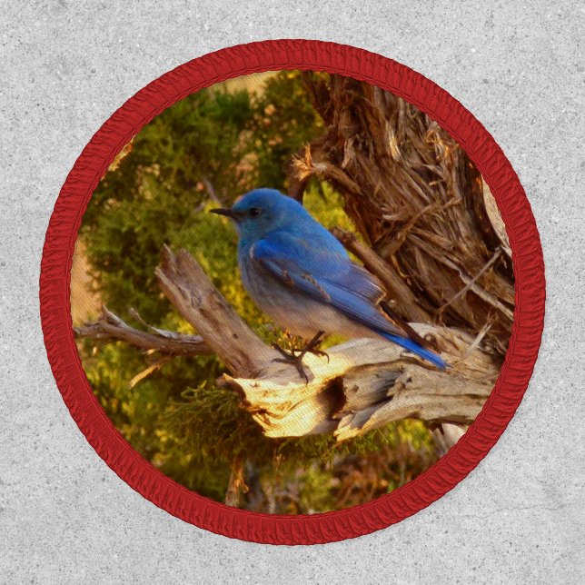 Mountain Bluebird at Arches National Park Patch (Front)
