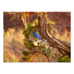 Mountain Bluebird at Arches National Park Photo Print