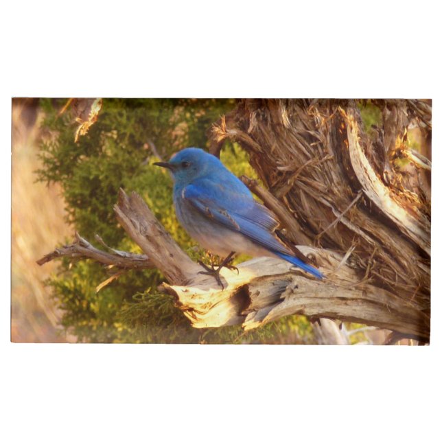 Mountain Bluebird at Arches National Park Place Card Holder (Front)