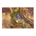 Mountain Bluebird at Arches National Park Placemat