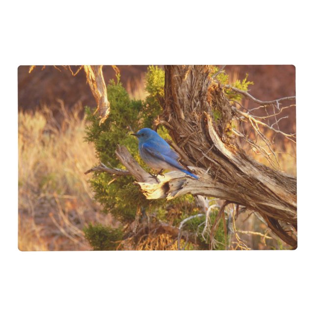 Mountain Bluebird at Arches National Park Placemat (Front)