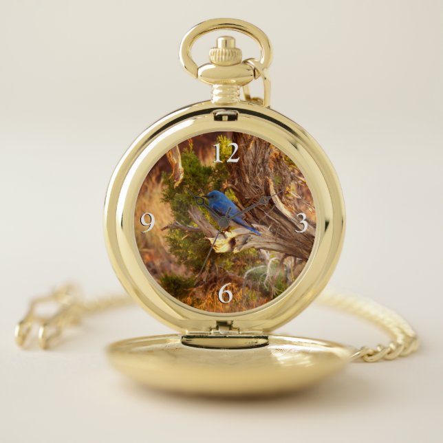 Mountain Bluebird at Arches National Park Pocket Watch (Inside)