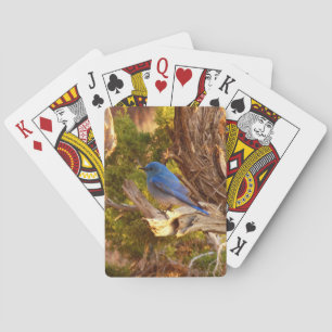 Mountain Bluebird at Arches National Park Poker Cards