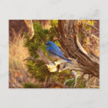 Mountain Bluebird at Arches National Park Postcard