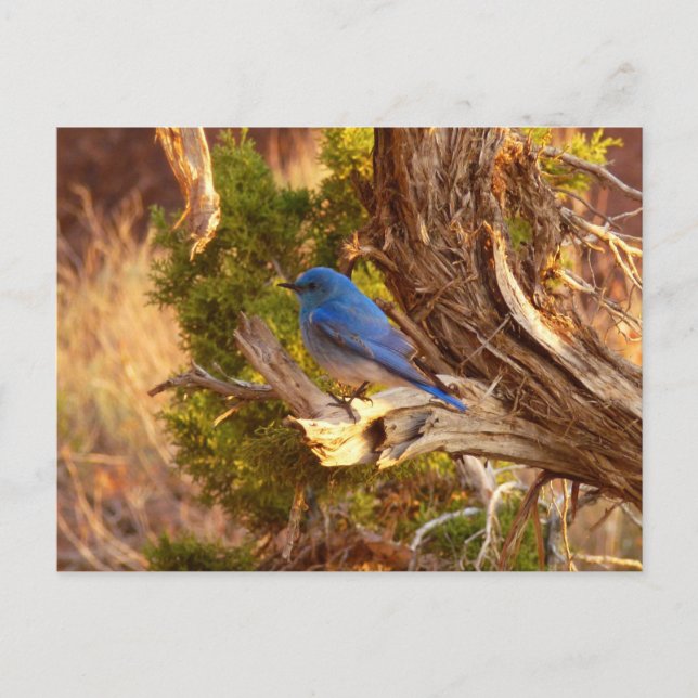 Mountain Bluebird at Arches National Park Postcard (Front)