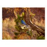 Mountain Bluebird at Arches National Park Poster