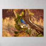 Mountain Bluebird at Arches National Park Poster