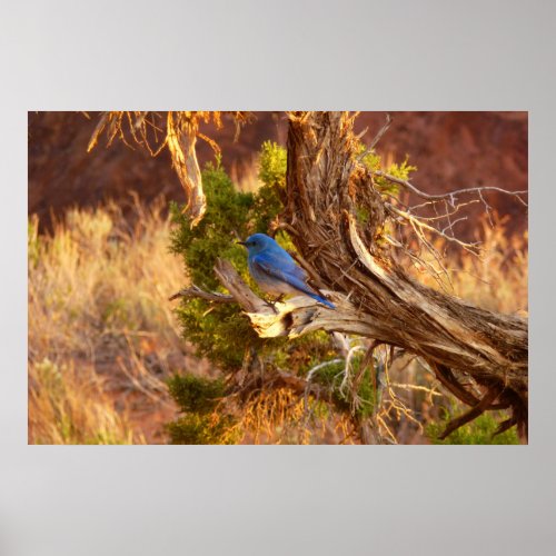 Mountain Bluebird at Arches National Park Poster