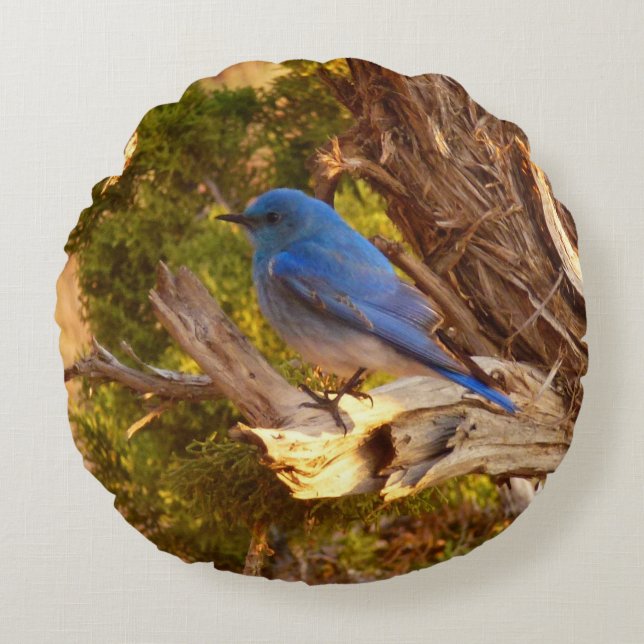 Mountain Bluebird at Arches National Park Round Pillow (Front)