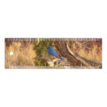 Mountain Bluebird at Arches National Park Ruler