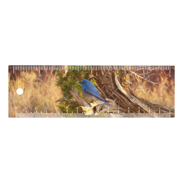Mountain Bluebird at Arches National Park Ruler (Front)