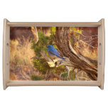 Mountain Bluebird at Arches National Park Serving Tray