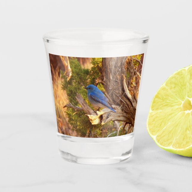 Mountain Bluebird at Arches National Park Shot Glass (Front)