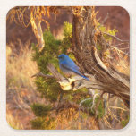 Mountain Bluebird at Arches National Park Square Paper Coaster
