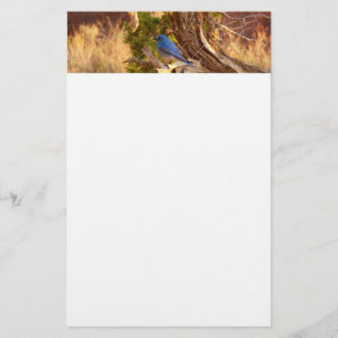 Mountain Bluebird at Arches National Park Stationery