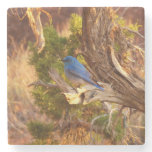 Mountain Bluebird at Arches National Park Stone Coaster