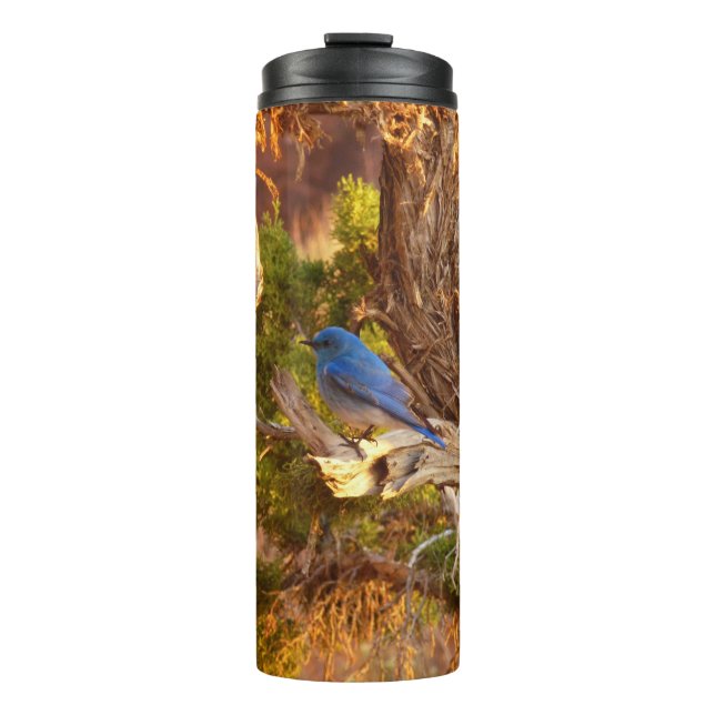 Mountain Bluebird at Arches National Park Thermal Tumbler (Front)