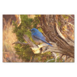 Mountain Bluebird at Arches National Park Tissue Paper