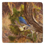 Mountain Bluebird at Arches National Park Trivet