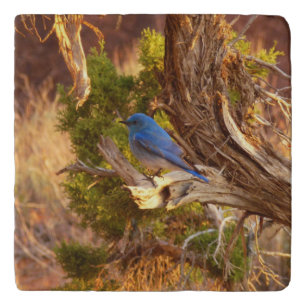 Mountain Bluebird at Arches National Park Trivet