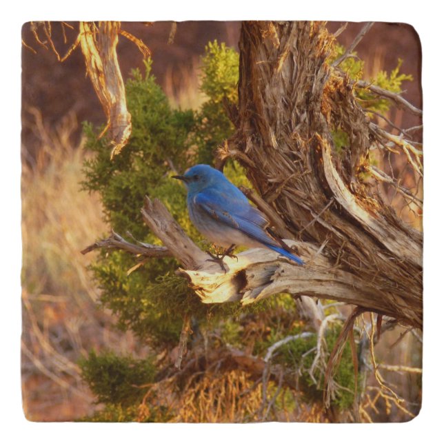 Mountain Bluebird at Arches National Park Trivet (Front)