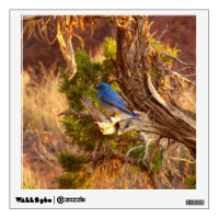 Mountain Bluebird at Arches National Park