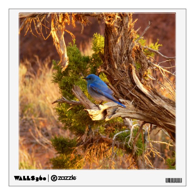 Mountain Bluebird at Arches National Park Wall Decal (Front)