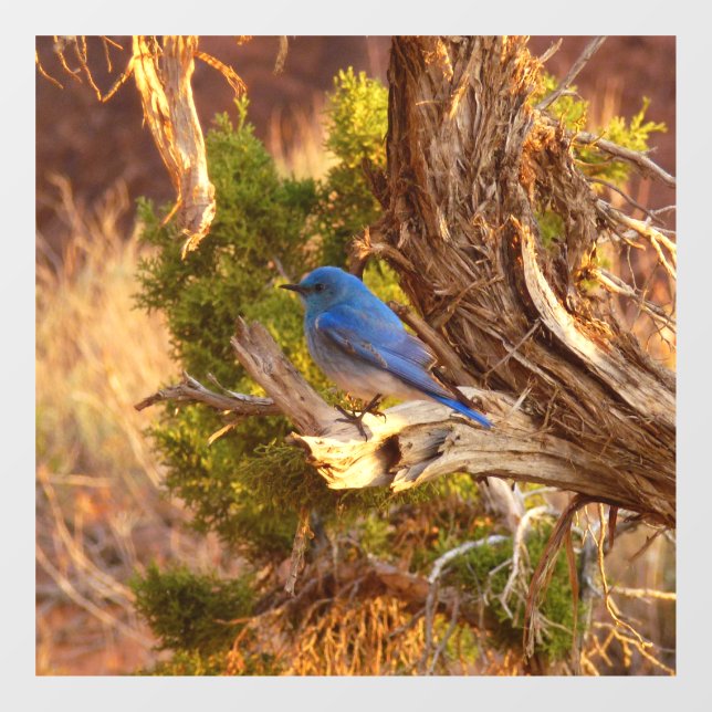 Mountain Bluebird at Arches National Park Window Cling (Sheet)
