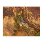 Mountain Bluebird at Arches National Park Wood Wall Art