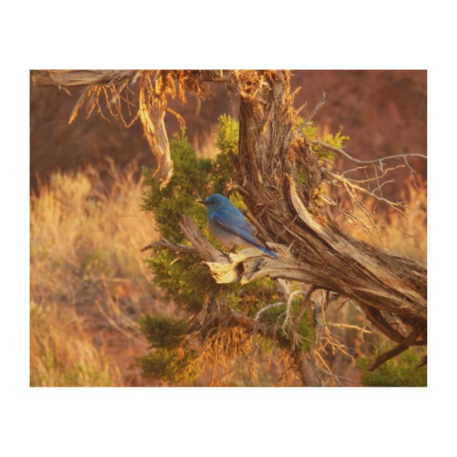 Mountain Bluebird at Arches National Park Wood Wall Art (Front)