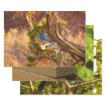 Mountain Bluebird at Arches National Park Wrapping Paper Sheets