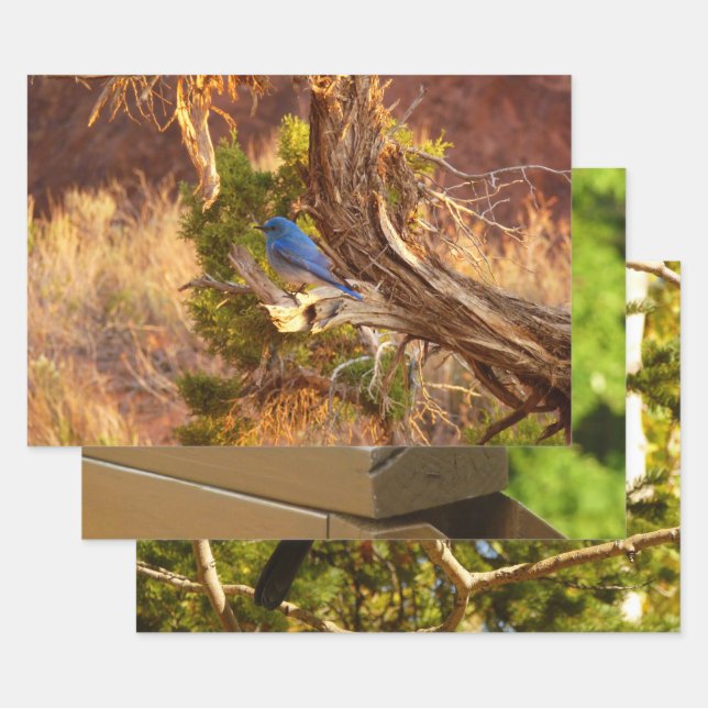 Mountain Bluebird at Arches National Park Wrapping Paper Sheets (Set)