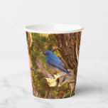 Mountain Bluebird at Arches Paper Cups