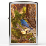 Mountain Bluebird at Arches Zippo Lighter