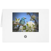 Mountain Bluebird Cards (Back Horizontal)